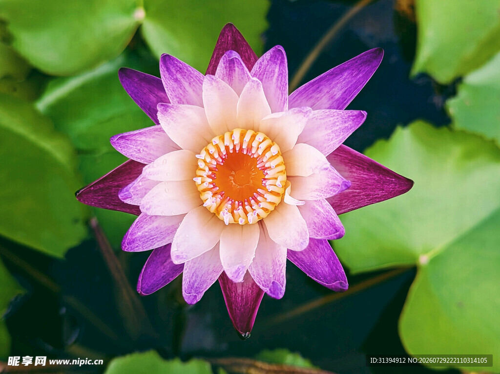 美丽绽放的紫色莲花