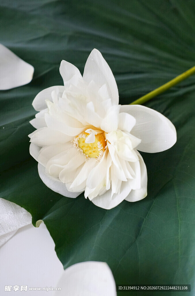 洁白荷花绽放于绿叶间