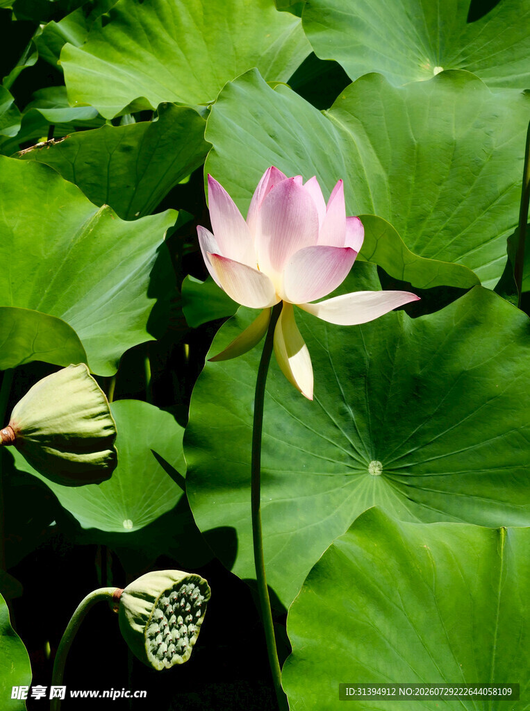 粉色荷花绽放于绿叶间