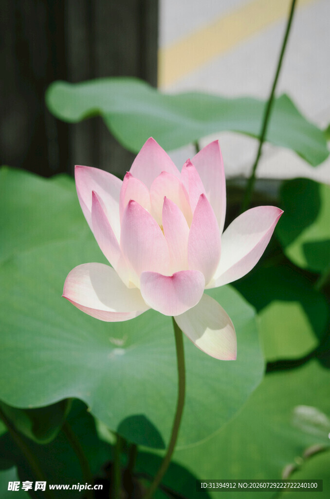绽放的粉色荷花