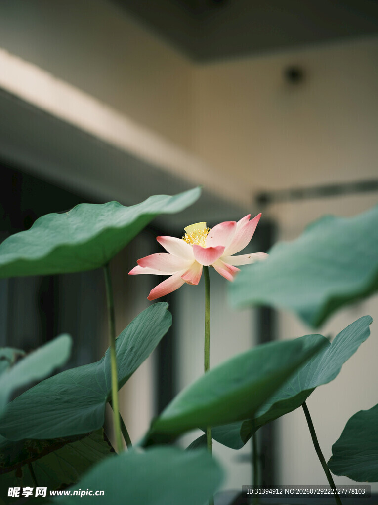娇艳荷花绽放于绿叶间
