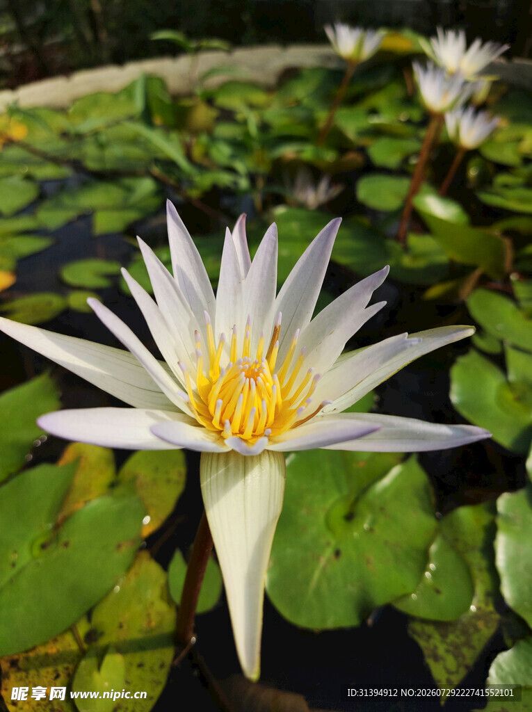 绽放的白色睡莲