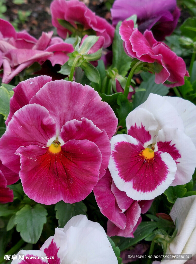 三色堇花卉特写