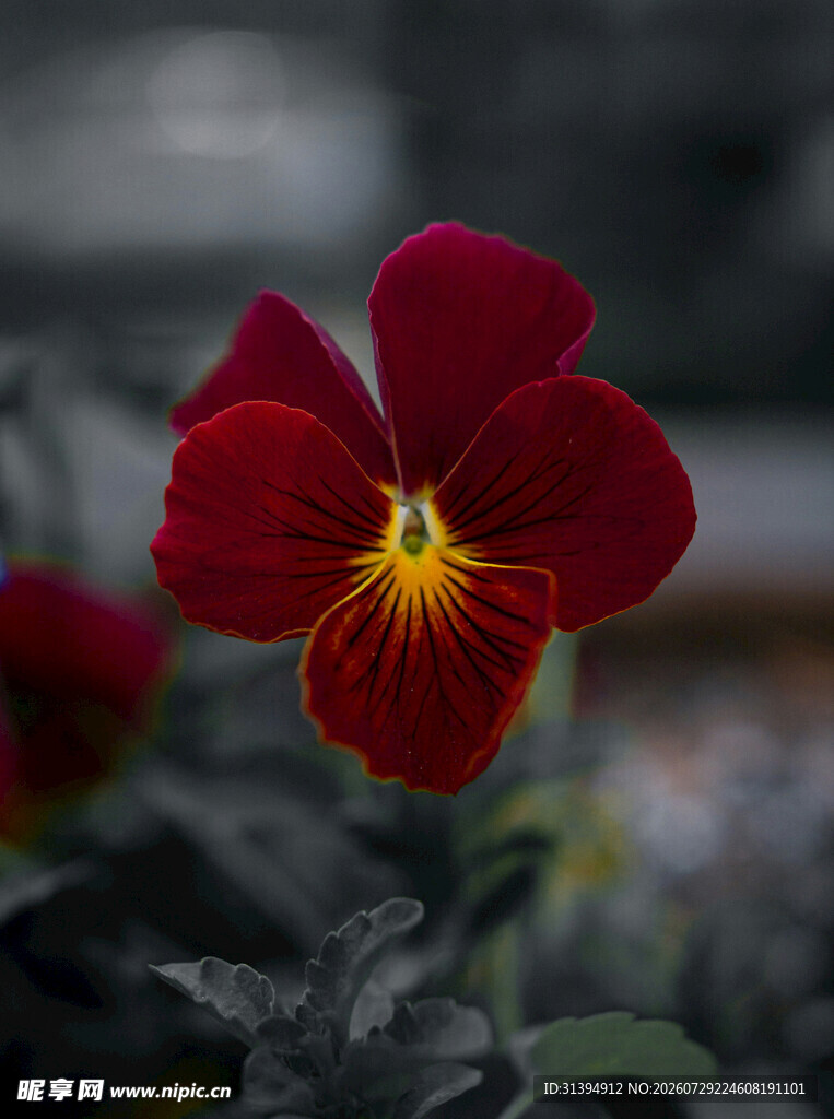 深红三色堇花朵特写