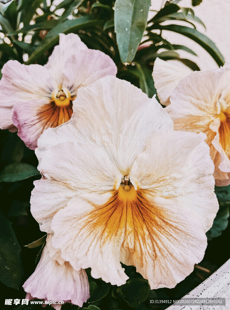 淡雅三色堇花朵特写