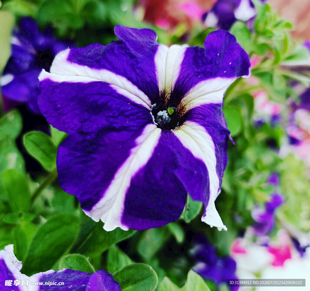 紫白条纹矮牵牛花特写