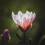 绽放的玉兰花