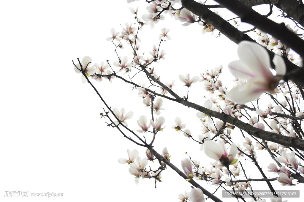 玉兰花枝绽放