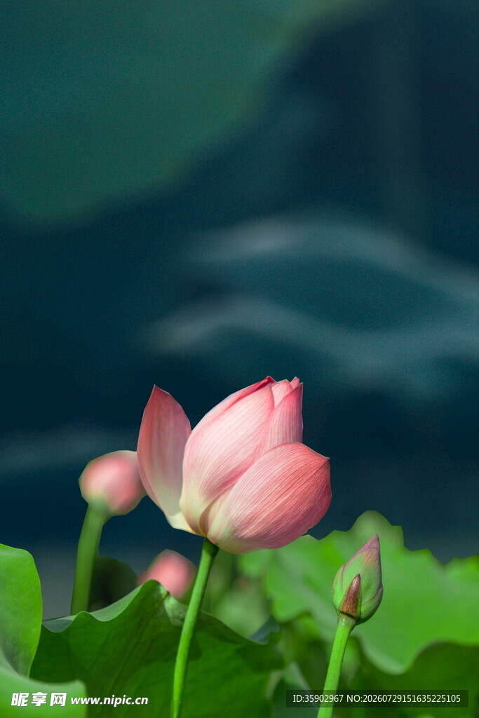 娇艳荷花绽放于绿叶间