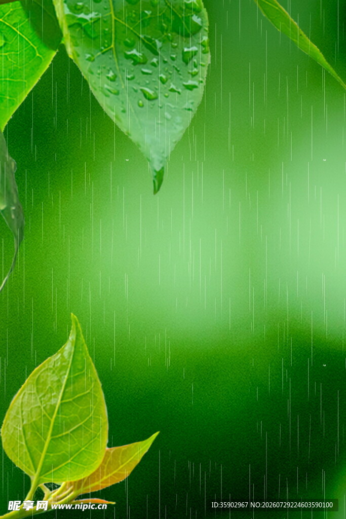 雨中嫩叶清新自然之景