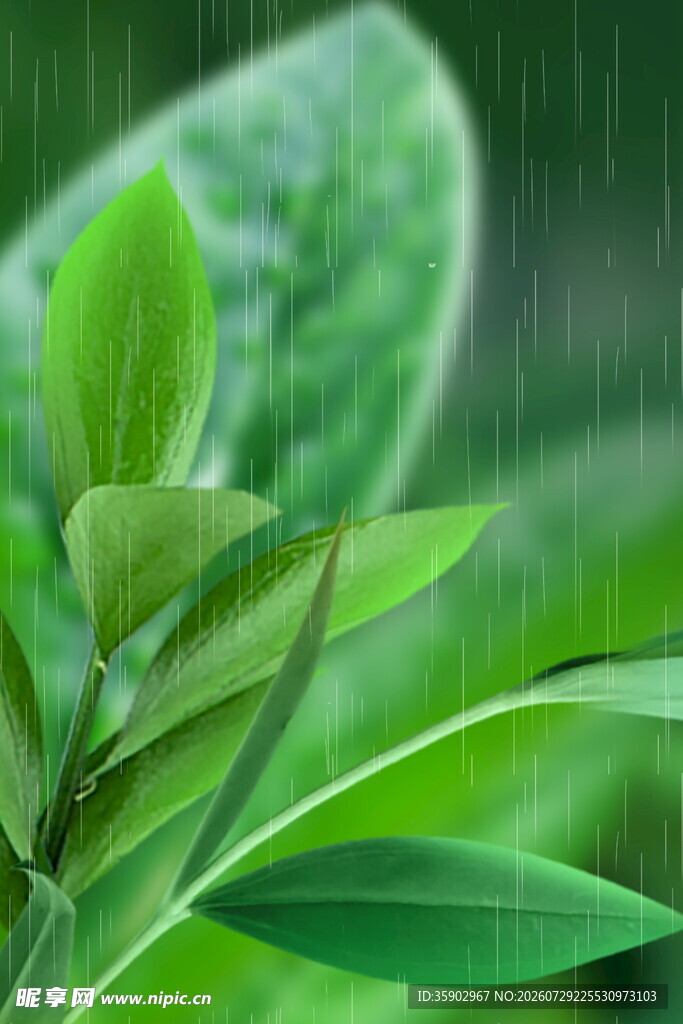雨中嫩绿叶片特写