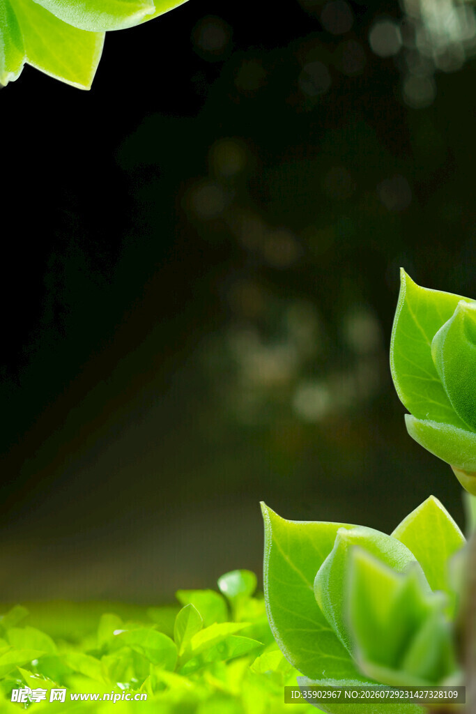嫩绿叶片上的晶莹水珠