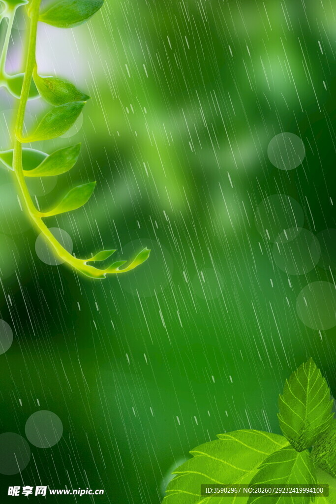 雨中嫩绿枝叶