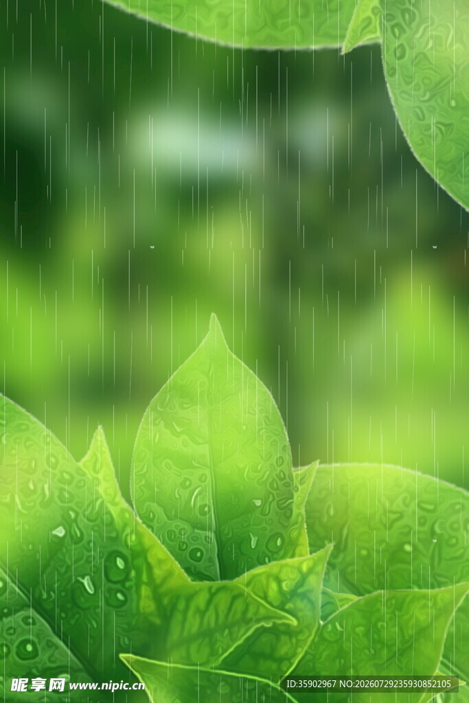清新绿叶上的晶莹水珠