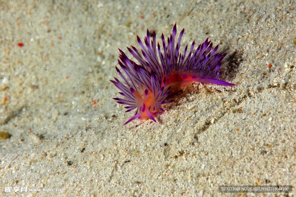海葵 沙滩 海洋生物 紫色