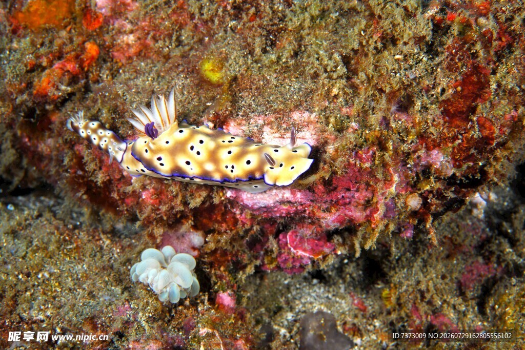 海底 珊瑚 小鱼 海洋 生物