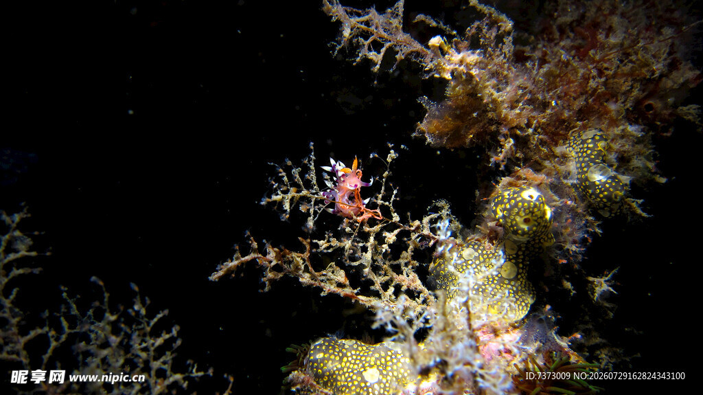 珊瑚 小鱼 海底 海洋 生物