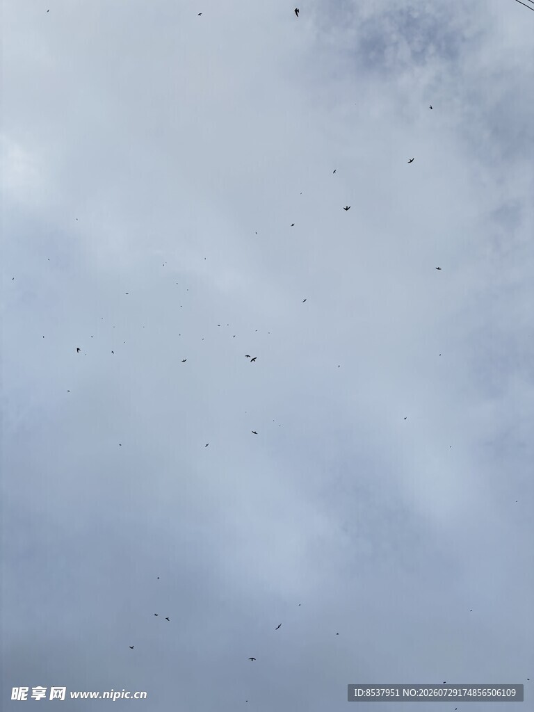 白云 飞鸟