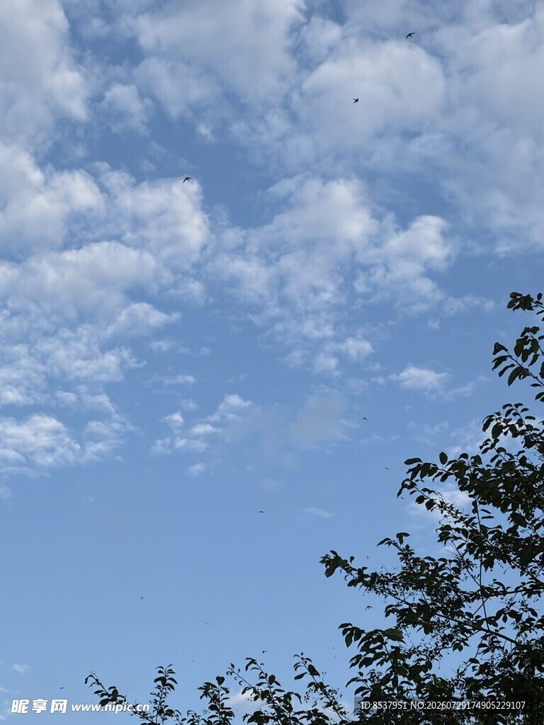 蓝天绿树 云朵美景 白云