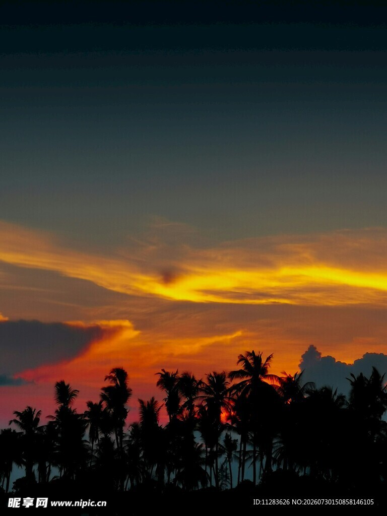 夕阳下的椰林剪影