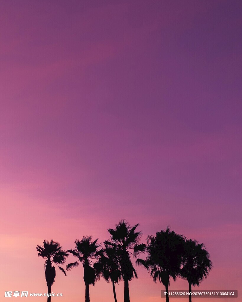 夕阳下的棕榈树剪影
