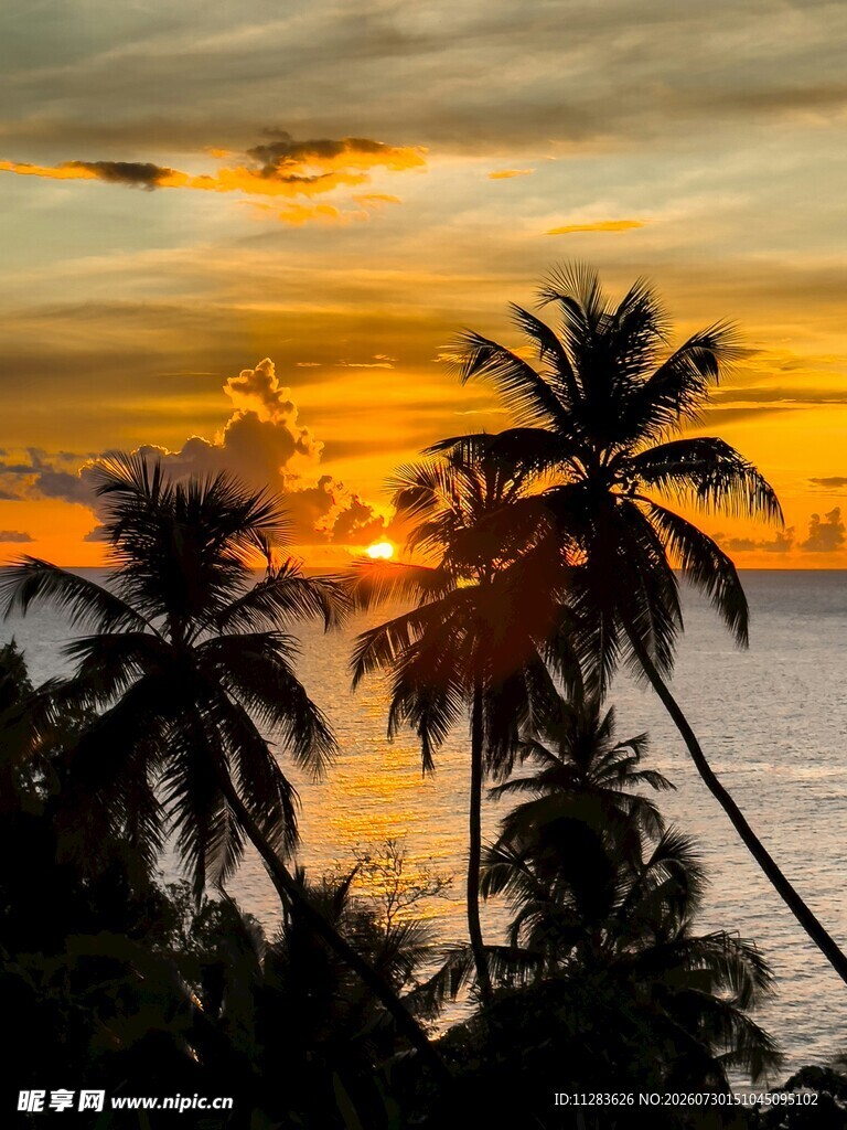 夕阳下的椰林海景