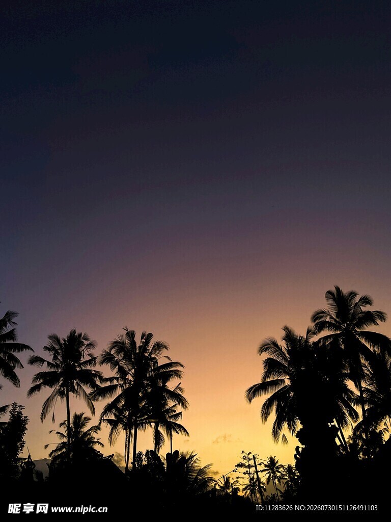 黄昏下的椰树剪影