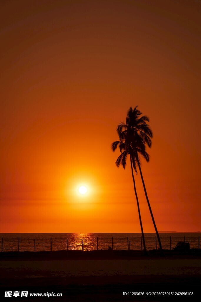 夕阳下的海边椰树美景