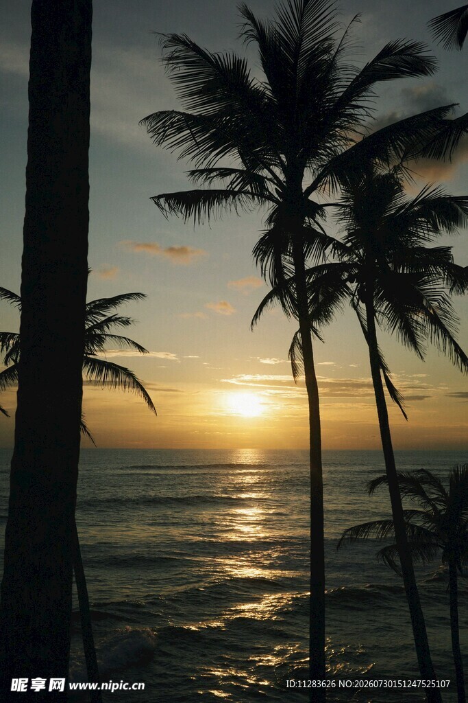夕阳下的椰林与海面美景