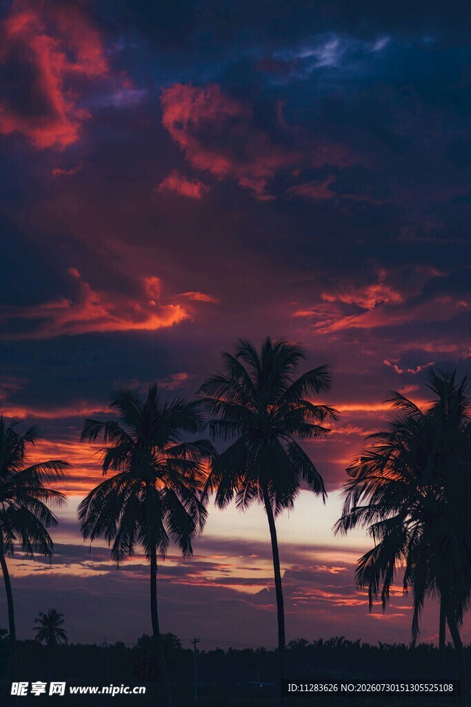 夕阳下的椰树剪影美景