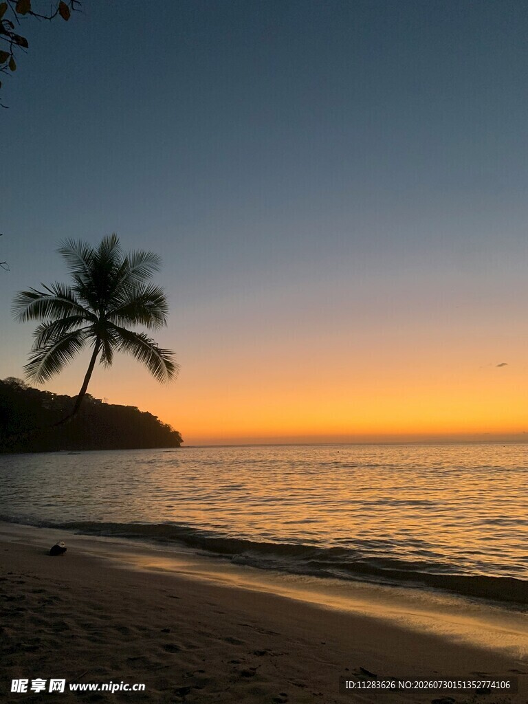 夕阳下的海边椰树美景