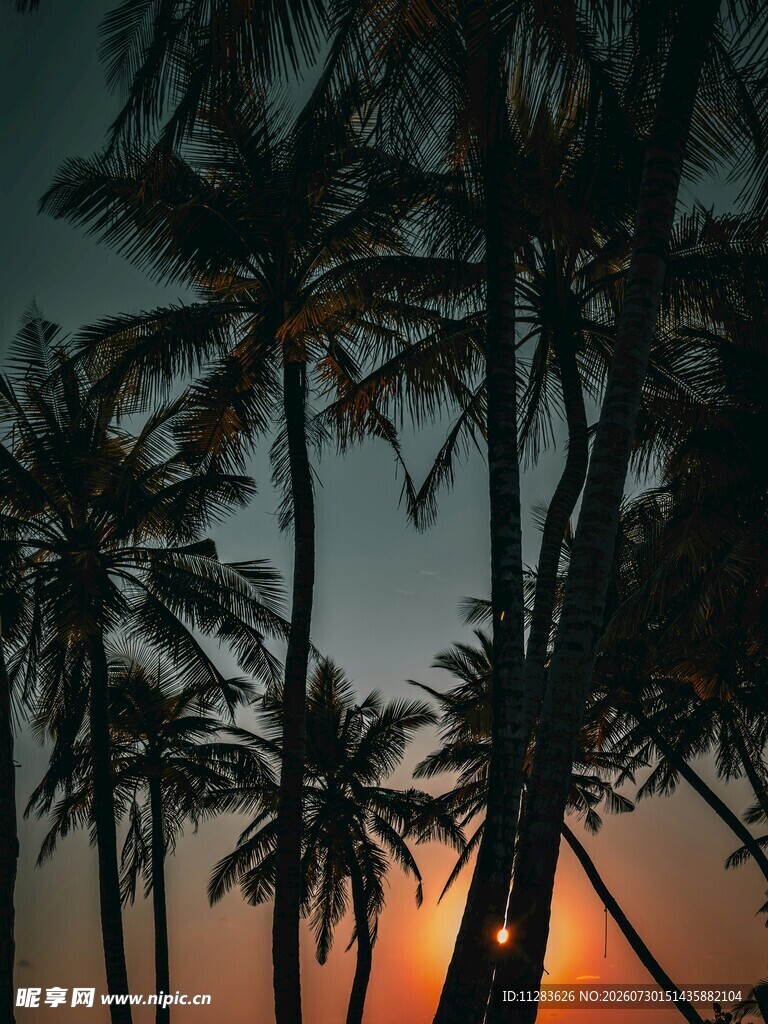 夕阳下的椰林剪影