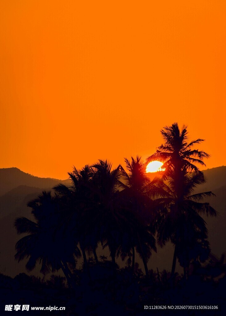 夕阳下的棕榈树剪影