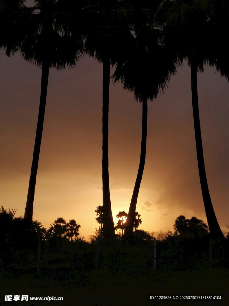 夕阳下的棕榈树剪影
