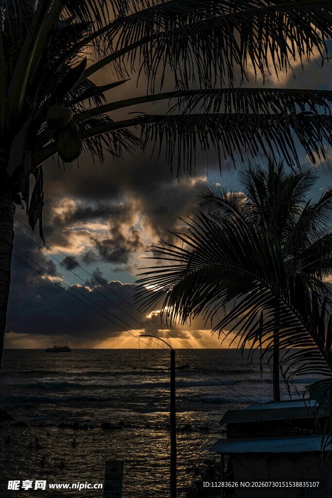海边日落时的椰树美景