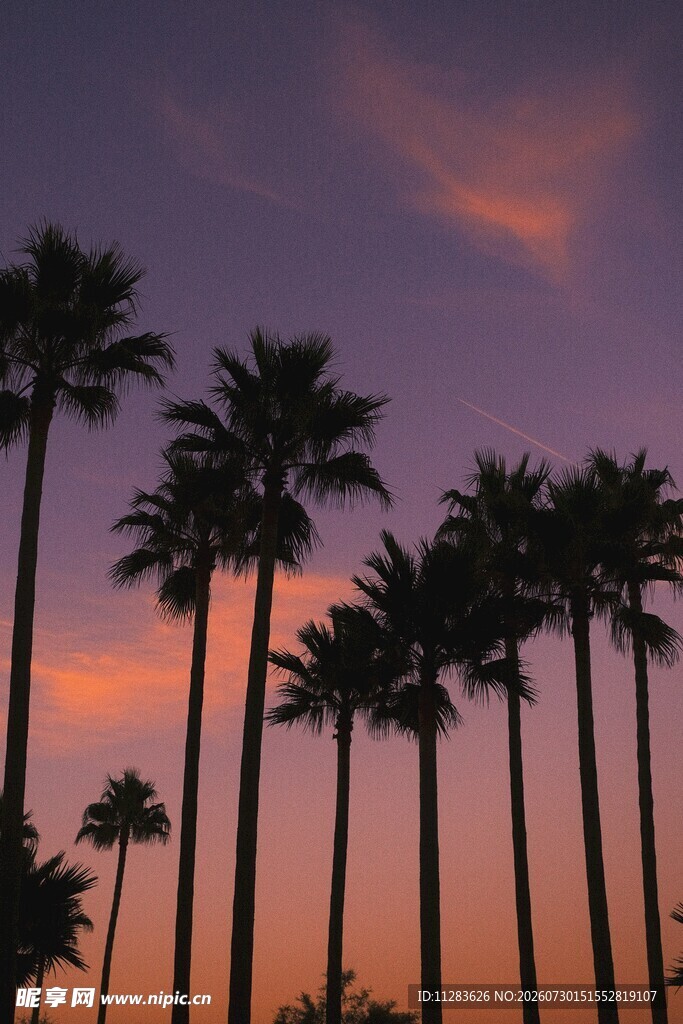 夕阳下的棕榈树剪影