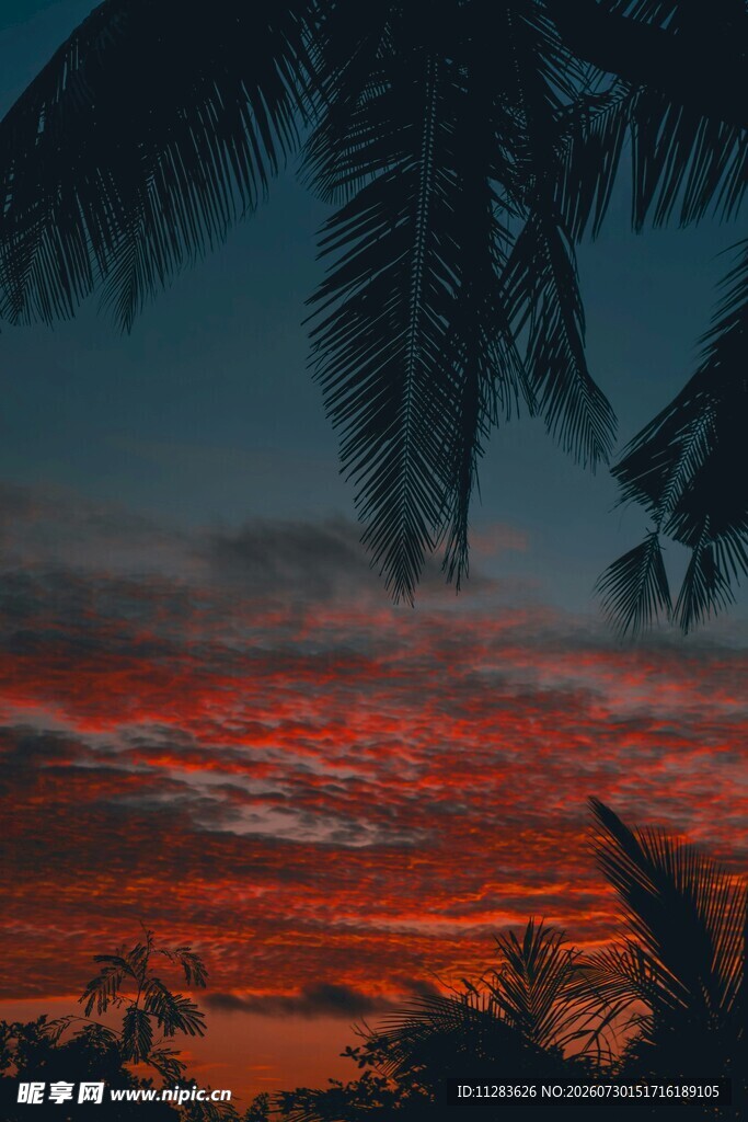 夕阳下的热带植物剪影