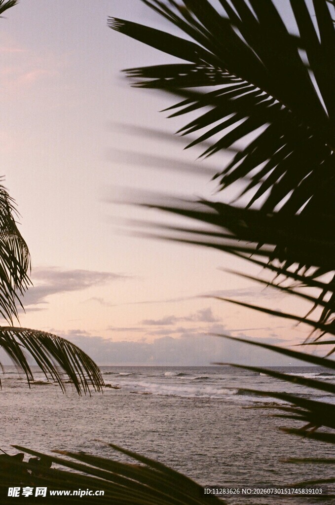 海边棕榈树与黄昏海景