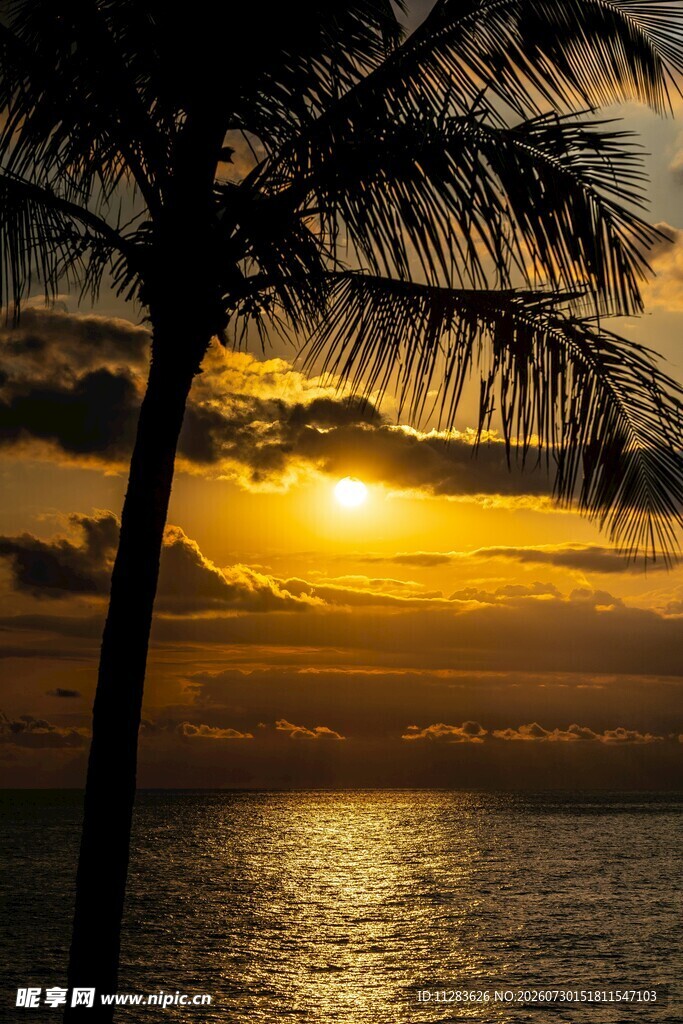 夕阳下的海边椰树美景