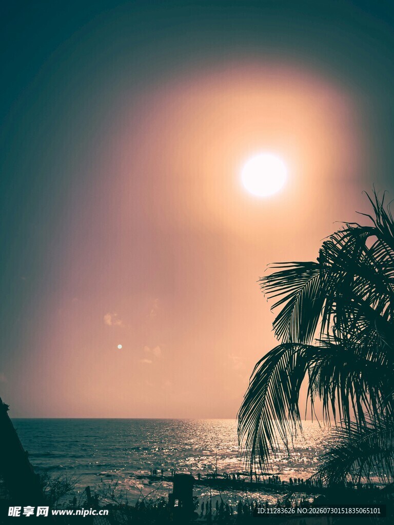 海边落日下的棕榈树美景