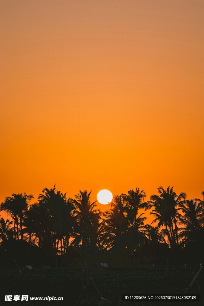 夕阳下的椰林美景
