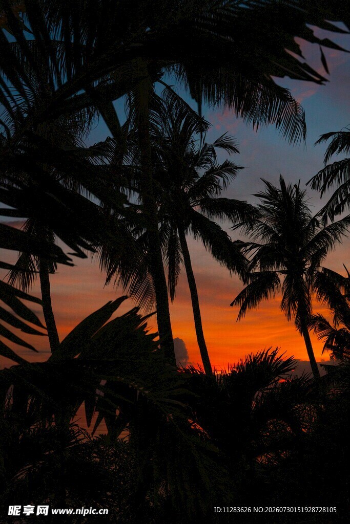 夕阳下的椰林美景