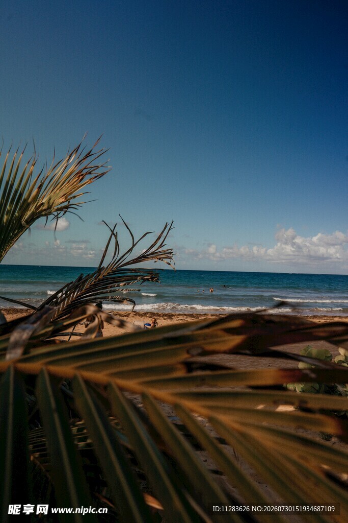 海边棕榈枝叶与蔚蓝海景