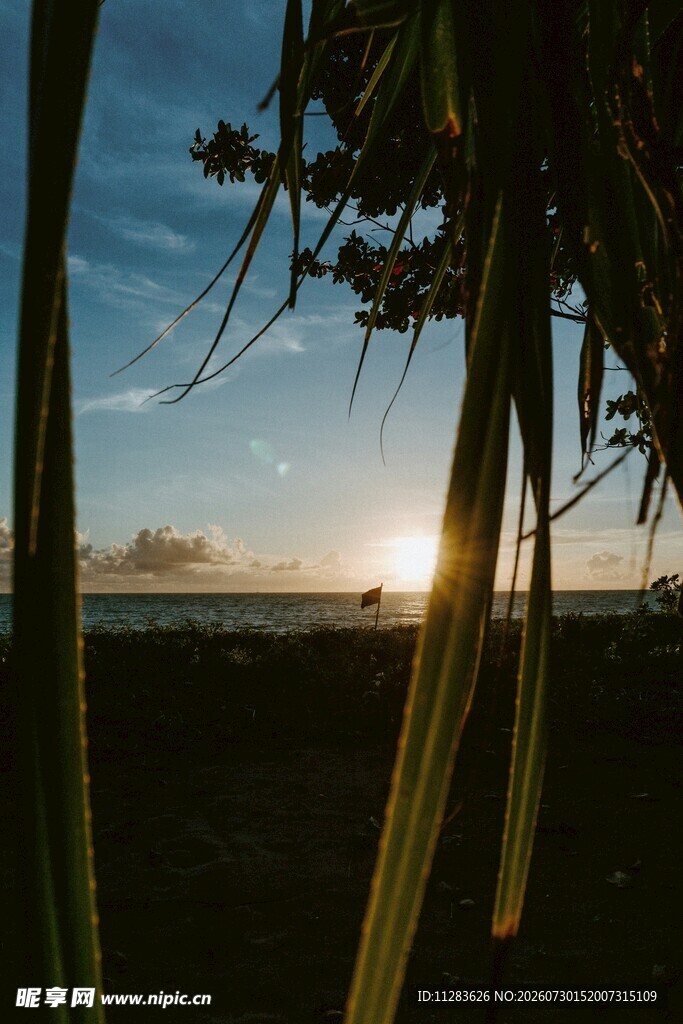 夕阳下的植物与天际美景