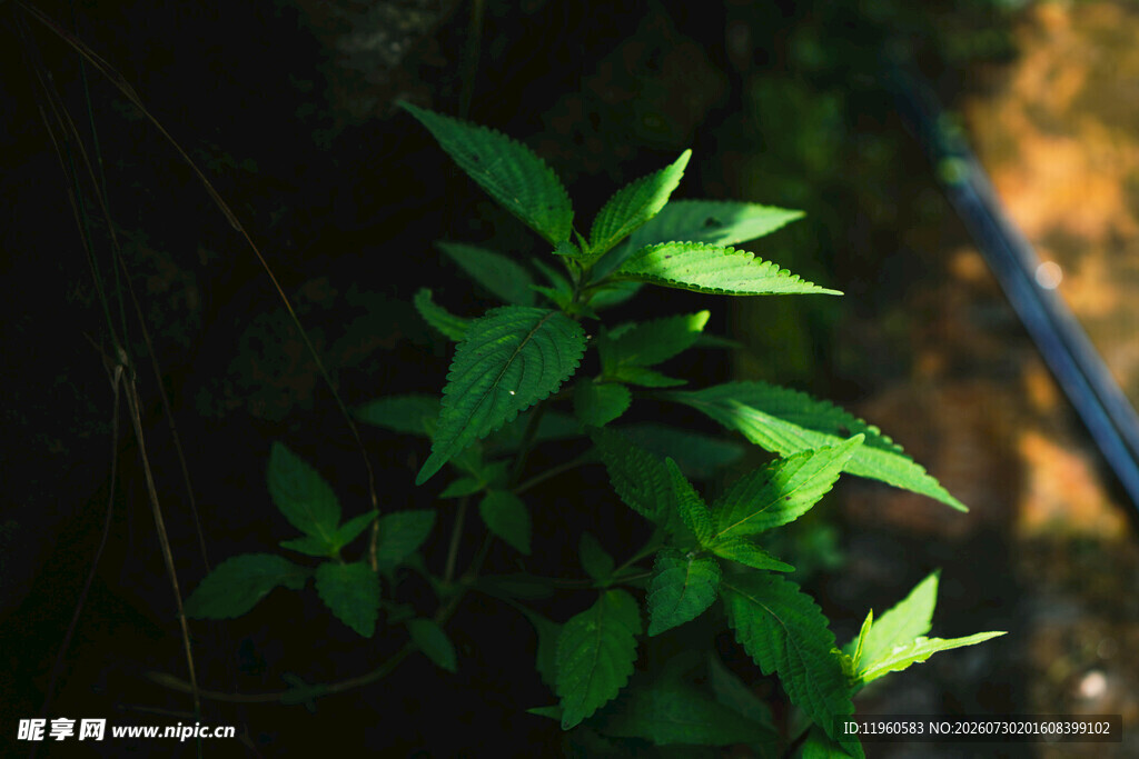 嫩绿植物展现生机活力