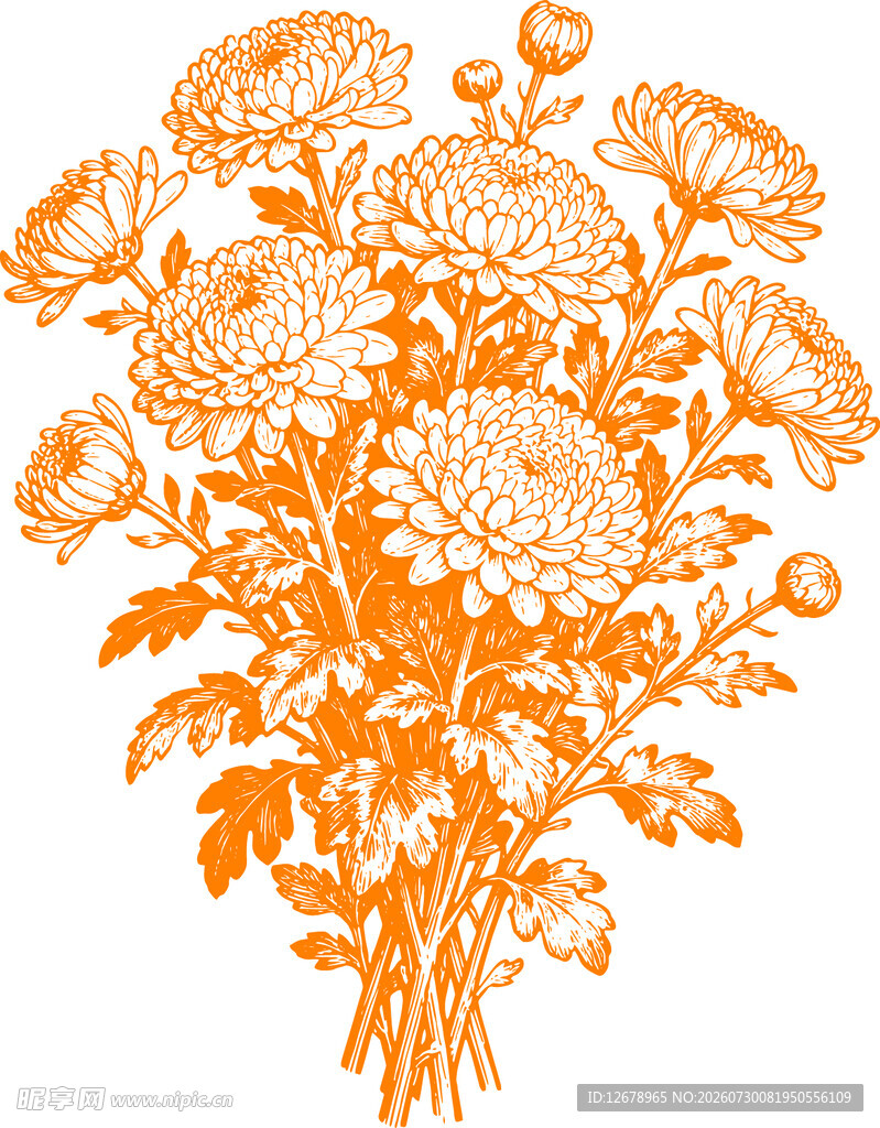 橙色菊花插画