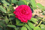 月季花 