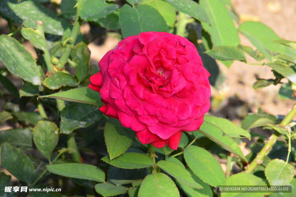 月季花 