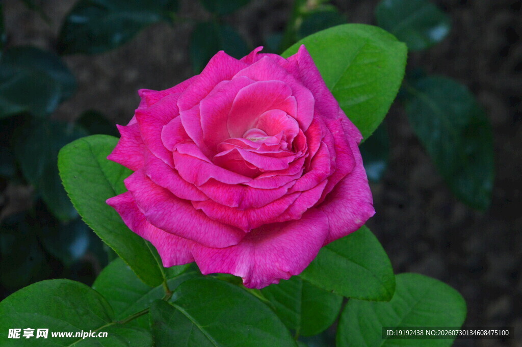 月季花 