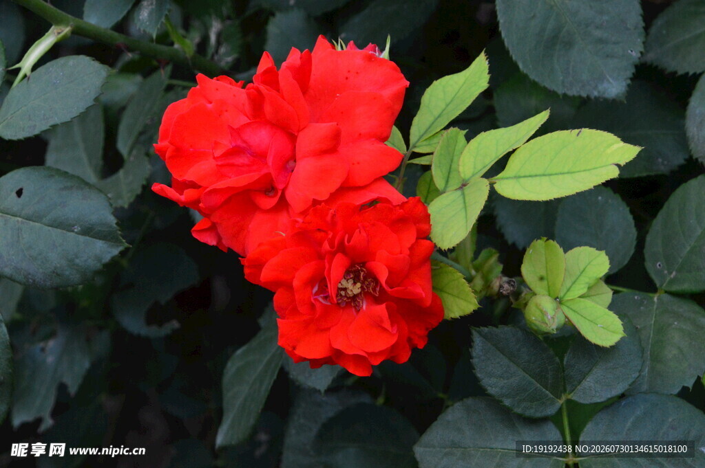 月季花  